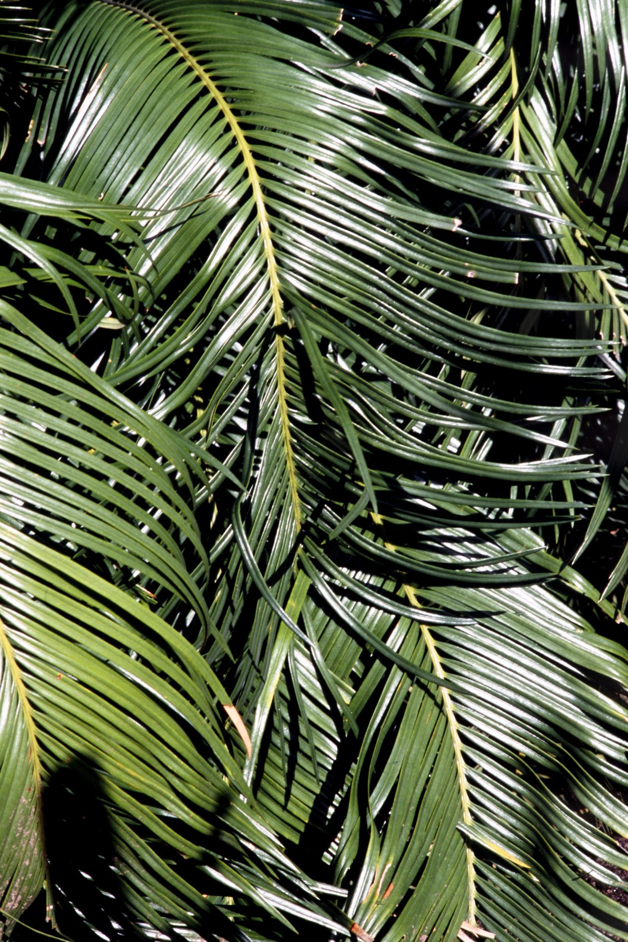 a color photograph of cyad leaves