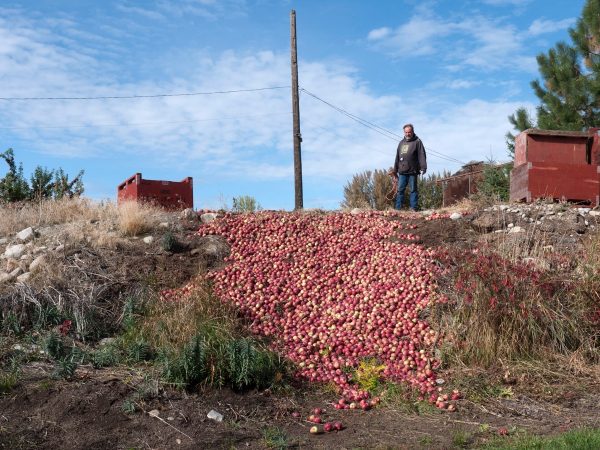Christos Dikeasos, Apple Spill dumped culls, 2012, from Nature Morte at Kelowna Gallery, Vancouver roundup Jul 2014