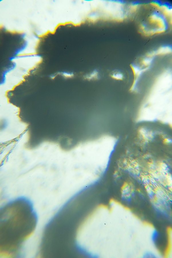 Agnieszka Brzezanska Honomeia, from Dec 2014 Review