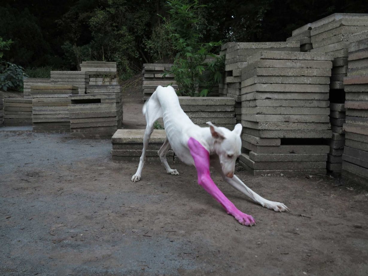 Untilled, 2011–12 (installation view, Documenta 13, 2012, Kassel). Photo: © the artist. Courtesy the artist, Marian Goodman Gallery, New York & Paris, and Esther Schipper, Berlin