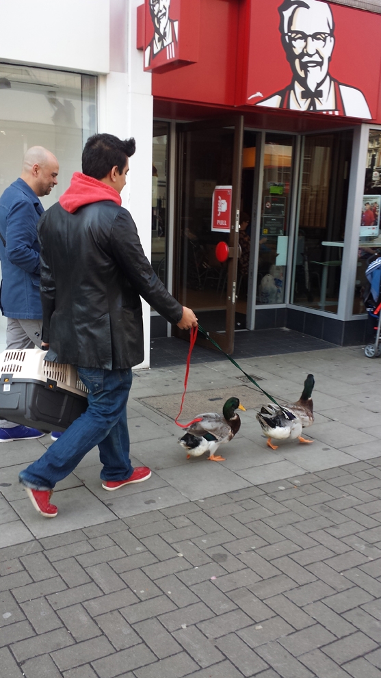 Street ducks, from Summer 2014 Opinion Sam Jacob