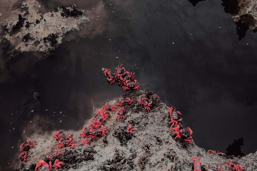 Robert Zhao Renhui, Christmas Island Red Crabs