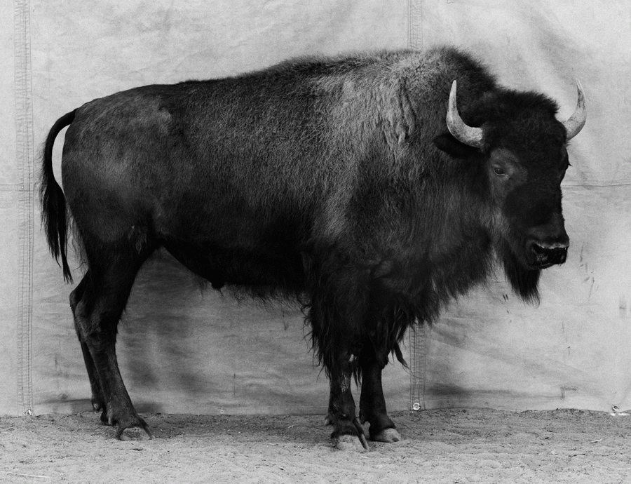 Balthasar Burkhard, Animal / 028 – Bison, from Jan_Feb 2017 Review Animality