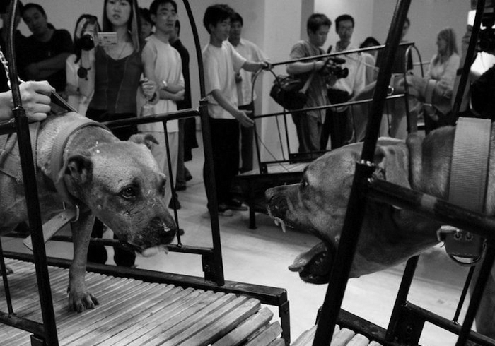 Peng Yu and Sun Yuan, 'Dogs That Cannot Touch Each Other' (2003). Image: Galleria Continua, San Gimignano, Beijing, Les Moulins, Habana