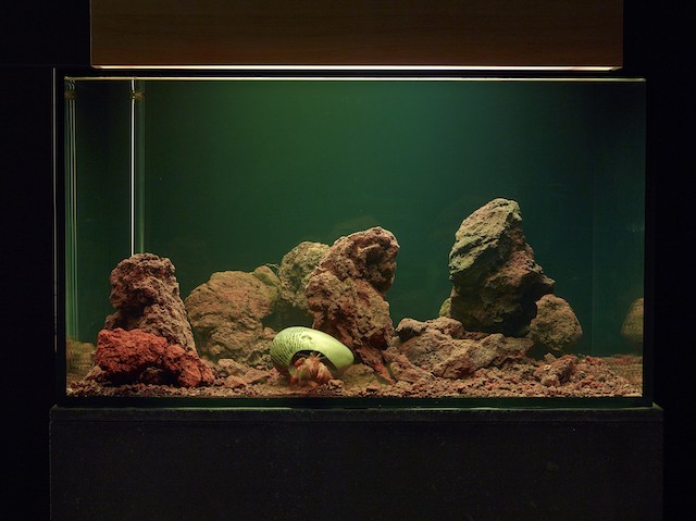 Pierre Huyghe, Zoodram 4, 2011. AR Online exclusive opinion July 2019