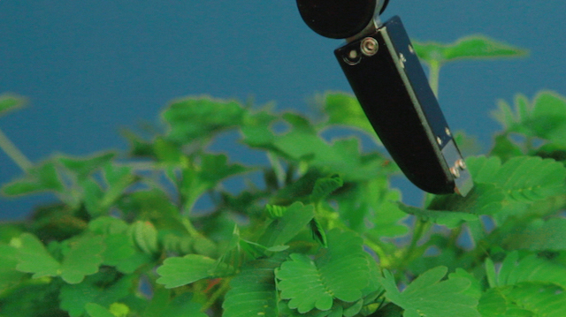 Pedro Neves Marques, The Pudic Relation Between Machine and Plant (still), 2016, video, 2 min 30 sec (loop). AR March 2020 Feature