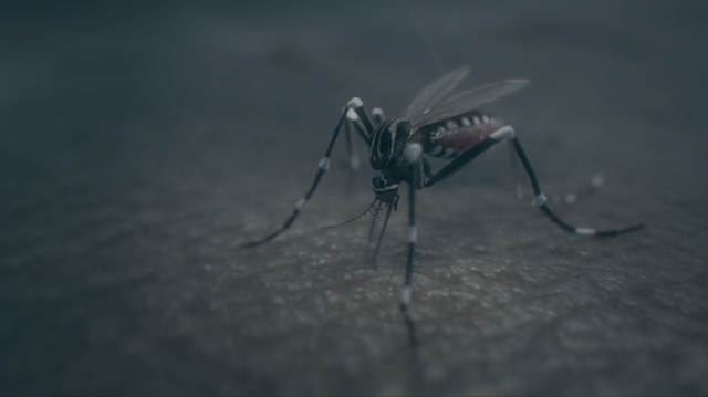 Pedro Neves Marques, Aedes aegypti (still), 2017. AR March 2020 Feature
