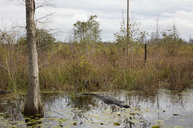 Catherine Opie, Untitled #2 (Swamps), 2019. AR April 2020 Feature