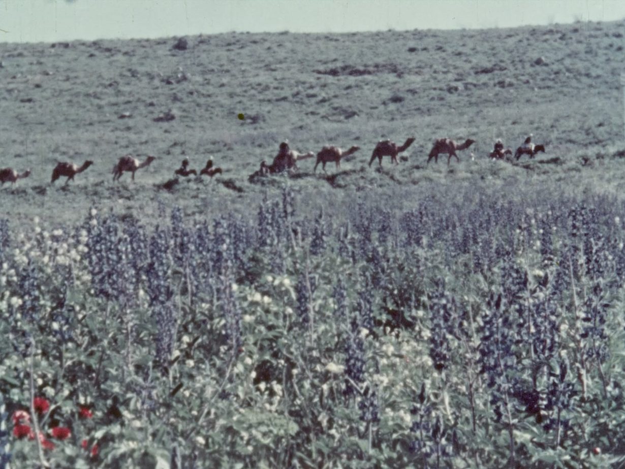 Theo Panagopoulos, The Flowers Stand Still © Scottish Documentary Institute