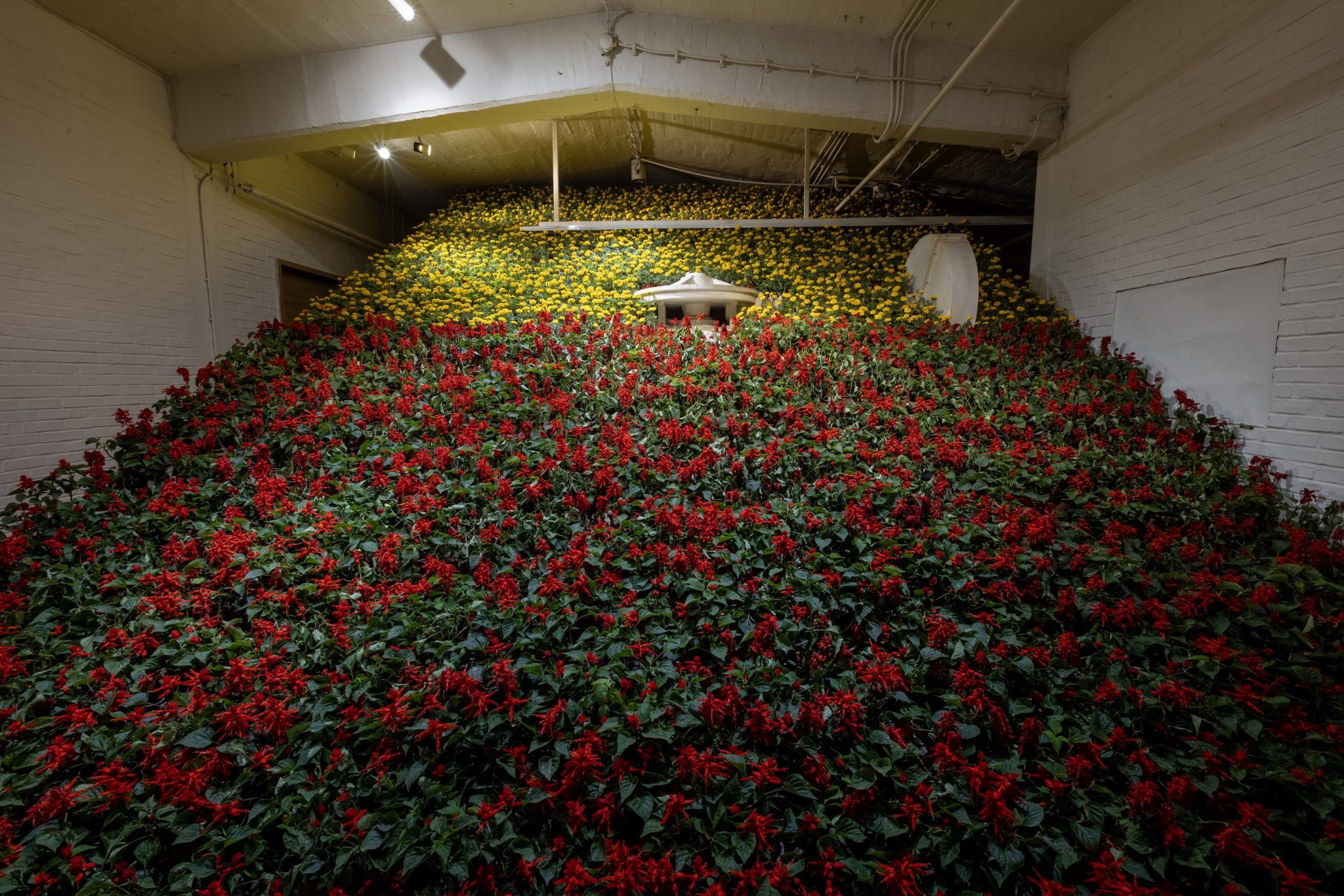 Ma Qiusha, Salvia splendens and Tagetes erecta, 2025, festive flowers, scaffold, dimensions variable. Courtesy the artist and Beijing Commune