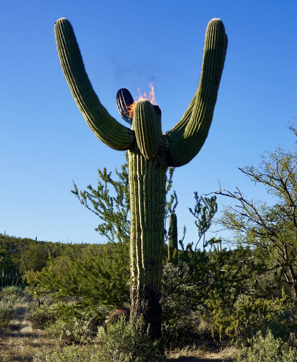 A photograph of a cactus tree