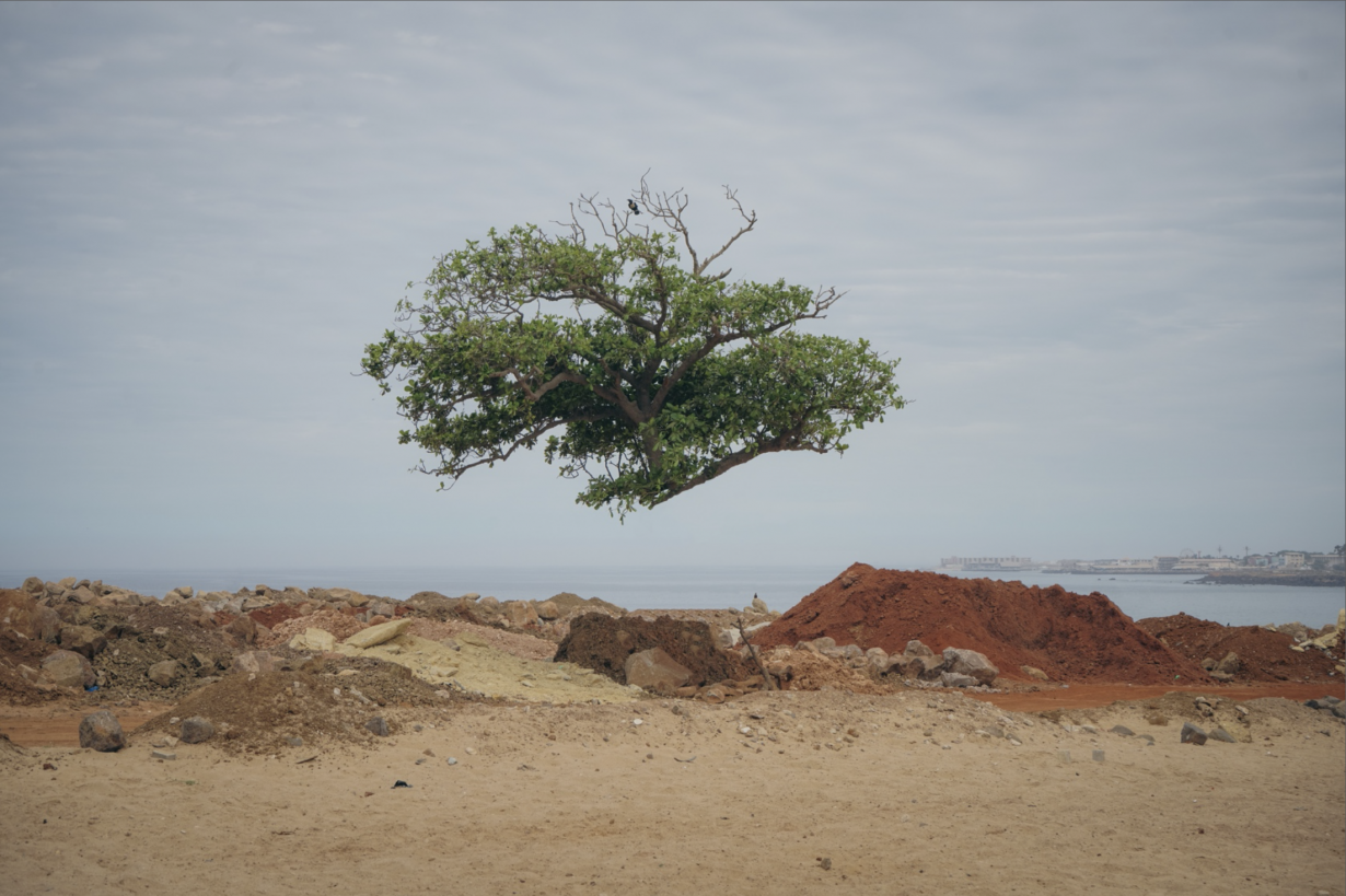 A photo of a treetop floating in a desert