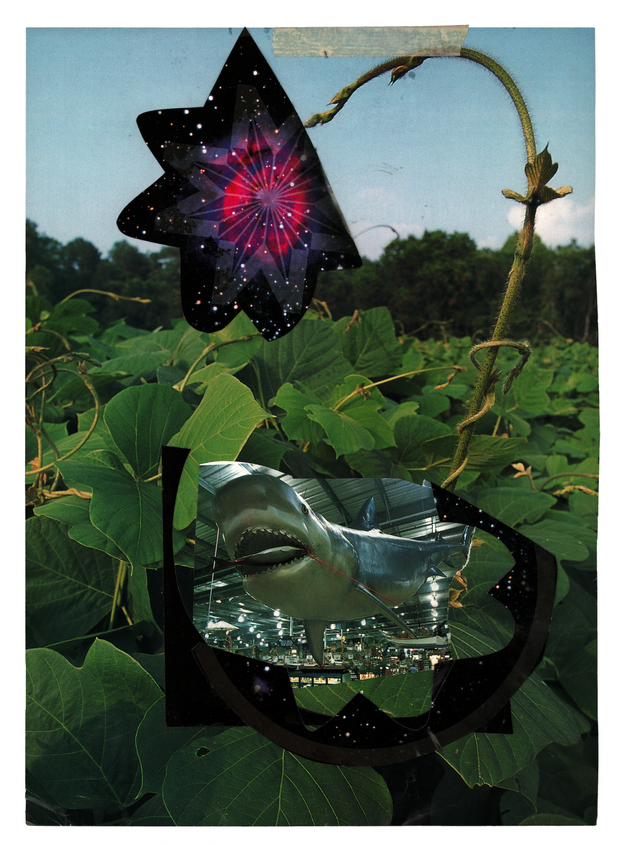 A collage with a field of plants and cut out of a shark