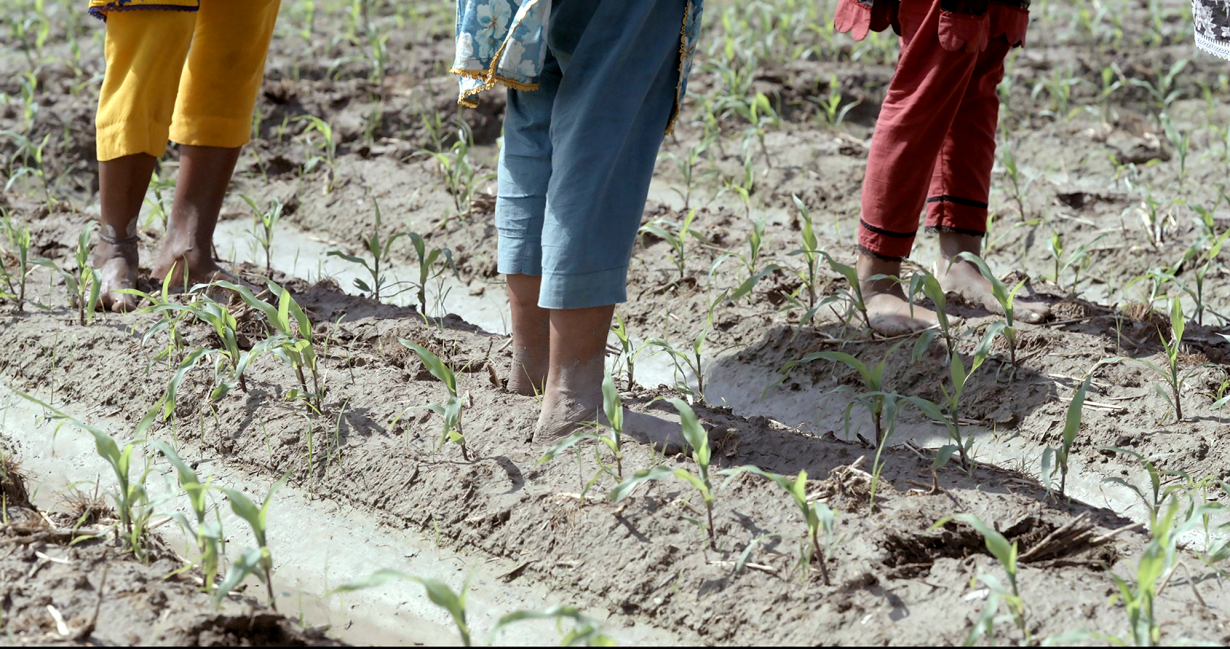 A closeup of three pairs of legs with their feet buried in the soil of row crops 
